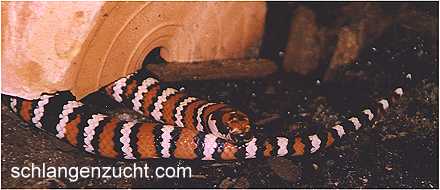 Lampropeltis z. agalma