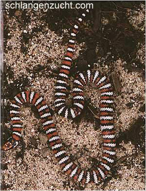 Lampropeltis z. agalma