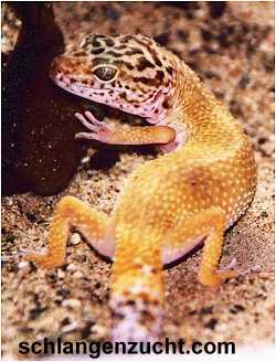 Leopardgecko 0.1 W1 hypo