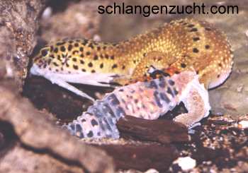 Leopardgecko frisst seine Haut
