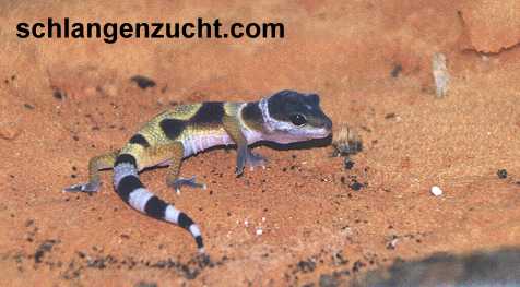 Leopardgecko - Pardy