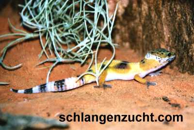 Leopardgecko - Pardy