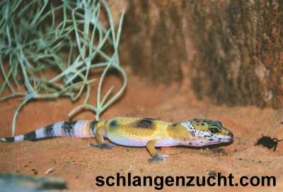 Leopardgecko - Pardy