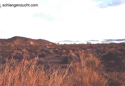 Mojave desert