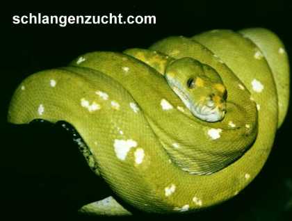 Morelia viridis Biak adult