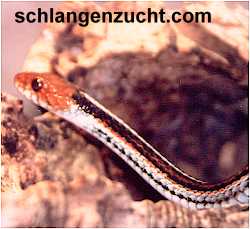 Thamnophis s. tetrataenia