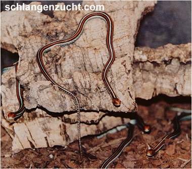 NZ 2001 Thamnophis s. tetra