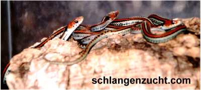 NZ 2001 Thamnophis s.tetra.