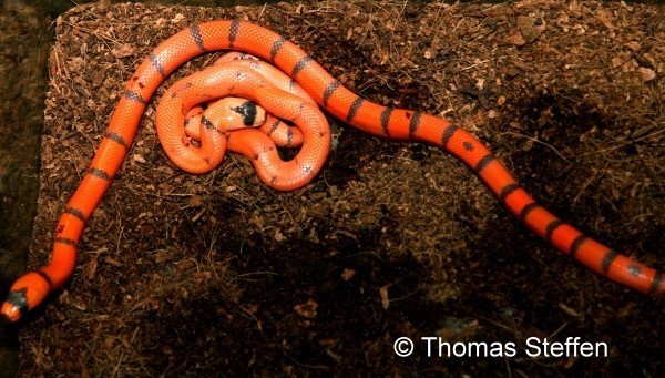 Hypo (rot) Pinstripe & Hypo (orange) Vanishing