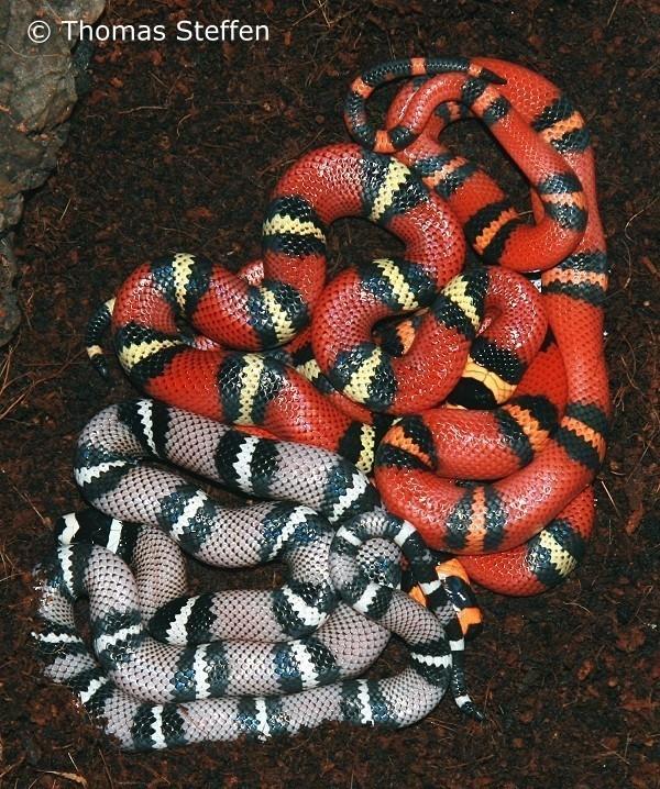 Anerythristische, TriColor het. und Tangerine Hypo het.  Anerythristisch im Alter  von 5 Wochen