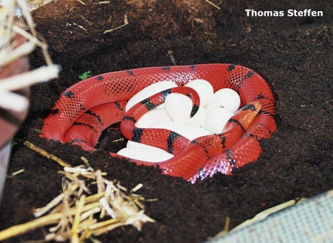 Hypo (rot) Vanishing mit Gelege