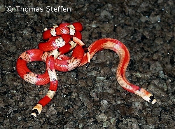 Hypo TriColor Vanishing & Aberrant