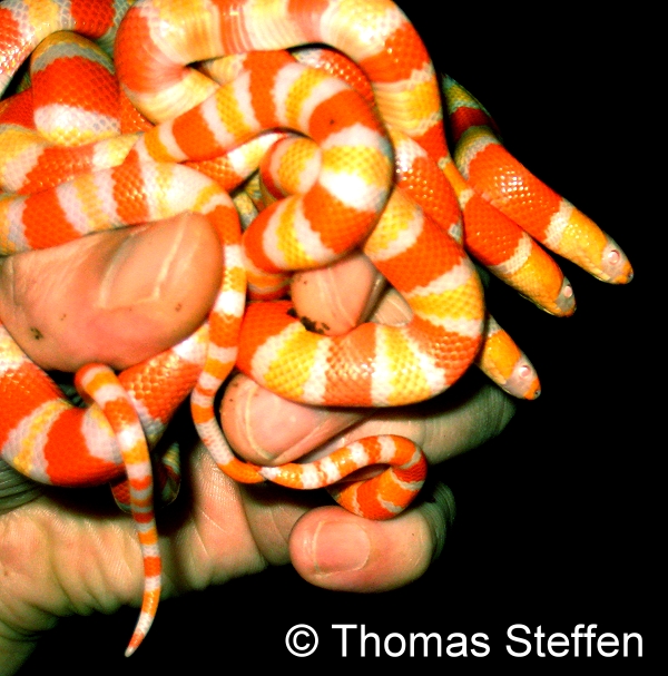 Lampropeltis Tangerine Albino