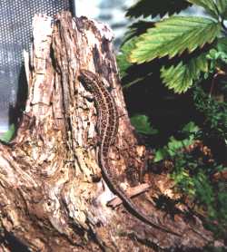 Zauneidechse - Lacerta agilis