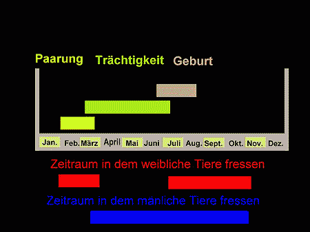 Fütterungsperiode