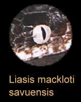 Beschreibung Liasis savuensis