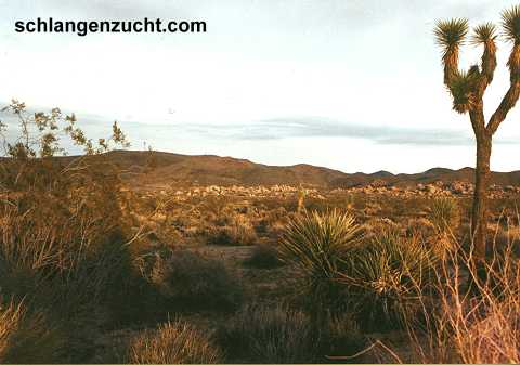 Joshua Tree National Park