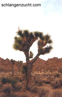 Joshua Tree