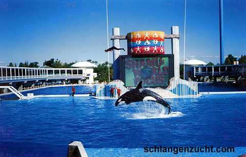 Orca in Seaworld