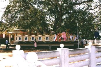 Banyan Baum in Gangatilaka Vihara - Kalutara