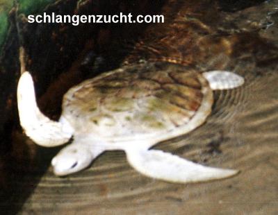 Albino Schildkröte - Sea Turtle Farm