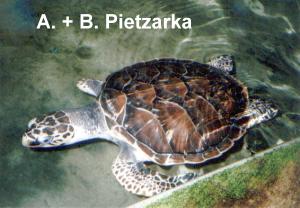 Karettschildkröte - Sea Turtle Farm