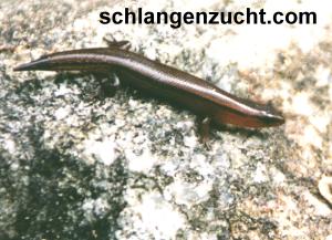 Skink