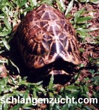  - Sternschildkröte