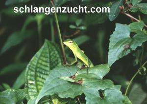 Calotes versicolor, Agame juvenil